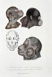 Placa de historia natural: Placa zoológica que representa 1. Joven chimpancé; 2. joven Orangután; 3. Orangután adulto; 4. Cráneo del Pongo de Wurmb - en “Obras Completas de Buffon” del naturalista Georges Louis Leclerc