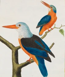 Historia natural. Aves. Planchas iluminadas, 1766-1782