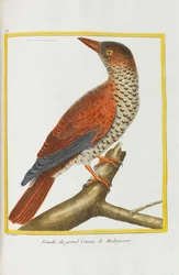 Historia natural. Aves. Planchas iluminadas, 1782