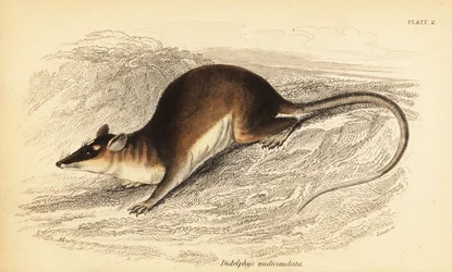 Zarigüeya marrón de cuatro ojos, Metachirus nudicaudatus. ,1841 (grabado)