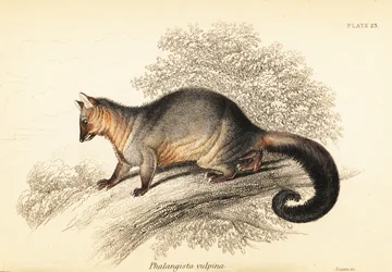 Zarigüeya de cola de cepillo común, Trichosurus vulpecula. ,1841 (grabado)