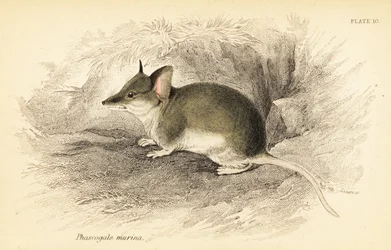 Dunnart común, Sminthopsis murina. ,1841 (grabado)