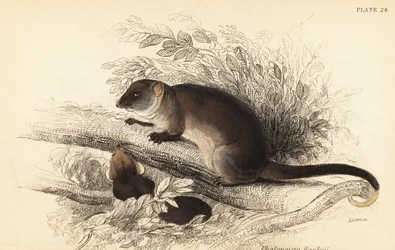 Zarigüeya común, Pseudocheirus peregrinus. ,1841 (grabado)