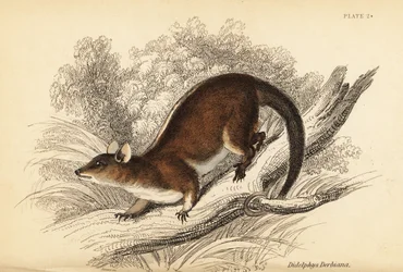 Zarigüeya lanuda de Derby, Caluromys derbianus. ,1841 (grabado)
