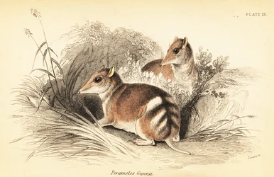 Perameles gunnii, 1841 (grabado)