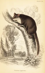 Planeador de cola de pluma, Acrobates pygmaeus. ,1841 (grabado)