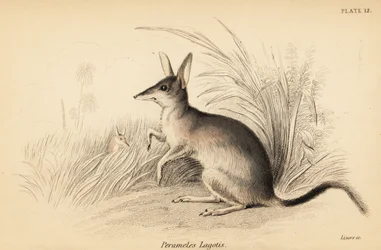 El canguro mayor, Macrotis lagotis. En peligro de extinción. ,1841 (grabado)
