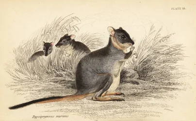 Potoroo de patas largas, Potorous longipes. Vulnerable.,1841 (grabado)