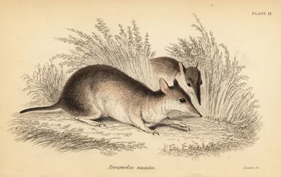 Bandicot de nariz larga, Perameles nasuta.,1841 (grabado)