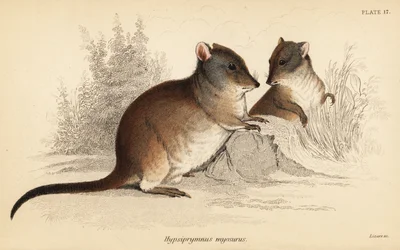 Potoroo de nariz larga, Potorous tridactylus tridactylus.,1841 (grabado)