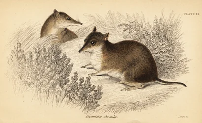 Bandicot marrón del sur, Isoodon obesulus. En peligro de extinción. ,1841 (grabado)