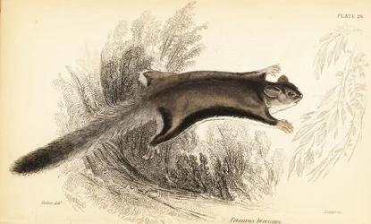 Planeador del azúcar, Petaurus breviceps.,1841 (grabado)