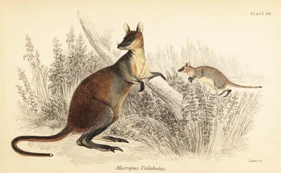 Wallabia bicolor. ,1841 (grabado)