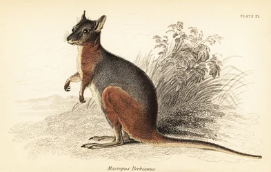 El canguro de Tammar, Macropus eugenii.,1841 (grabado)