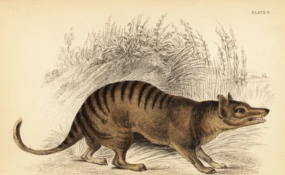 Tigre de Tasmania, Thylacinus cynocephalus. Extinto. ,1841 (grabado)