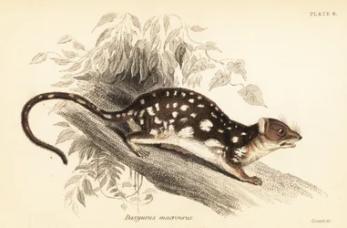 Tigresa, Dasyurus maculatus.,1841 (grabado)