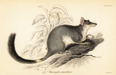 Tuan o wambenger común, Phascogale tapoatafa. ,1841 (grabado)