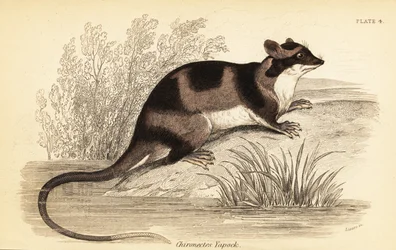 Zarigüeya de agua o yapok, Chironectes minimus. ,1841 (grabado)