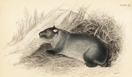 Wombat, Vombatus ursinus.,1841 (grabado)