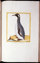 Un pingüino, Islas Malvinas, de "Histoire Naturelle des Oiseaux"