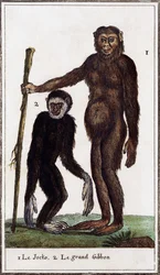 Jocko, chimpancé o gibón, ilustración de Histoire naturelle, de Georges-Louis Leclerc Conde de Buffon (1707-1788), grabado en acuarela.