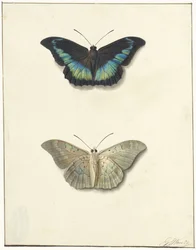 Vista superior e inferior de una mariposa