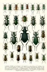 Impresión Antigua de Variedades de Escarabajos Europeos, c.1910