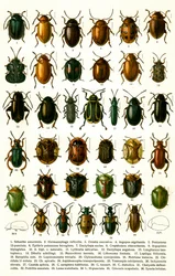 Estampa antigua de variedades de escarabajos europeos, c.1910