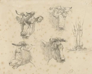 Hoja de estudio con cuatro cabezas de vaca y las patas de una vaca