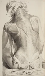 Anatomia Humani Corporis por Govard Bidloo, 1685