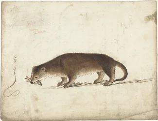 Nutria con un pez en la boca