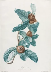 Níspero cultivado Mespilus germanica, c. 1800