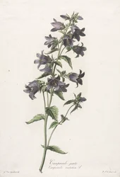 Flores dibujadas del natural: Campanula gantelée