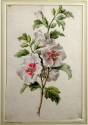 Malvarrosas