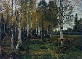 Bosque de abedules en otoño