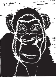 Chimpancé