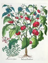 1.Solanum Pomiferum; 2.Amaracus vulgaris, del Hortus Eystettensis por Basil Besler (1561-1629), pub. 1613