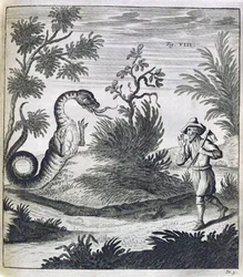 Un dragón temible, c.1660