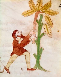 Un campesino tallando las ramas de un árbol en miniatura del manuscrito 