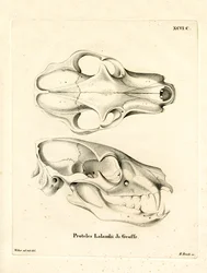 Cráneo de Aardwolf