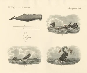Sobre el modo de vida y la captura del cachalote o ballena de cabeza grande