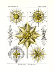 Acanthometra, 1899-1904