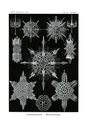 Acanthophracta, 1899-1904