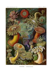 Actiniae o Actiniaria, 1899-1904