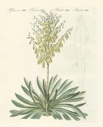 Aguja de Adán