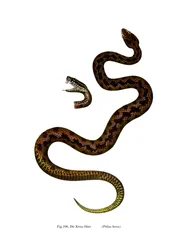 Víbora