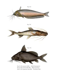 Bagre mantequilla africano
