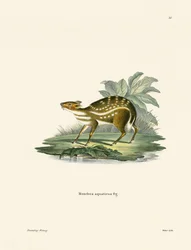 Chevrotain africano
