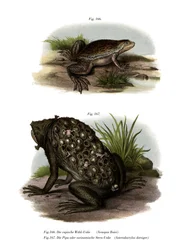 Rana con garras africana