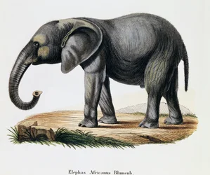 Elefante africano (Elephas africanus), de Mamíferos ilustrados de la naturaleza con descripciones, por Johann Christian Daniel von Schreber (1739-1810), grabado por IC Bock después del dibujo de A Fleischmann, Alemania